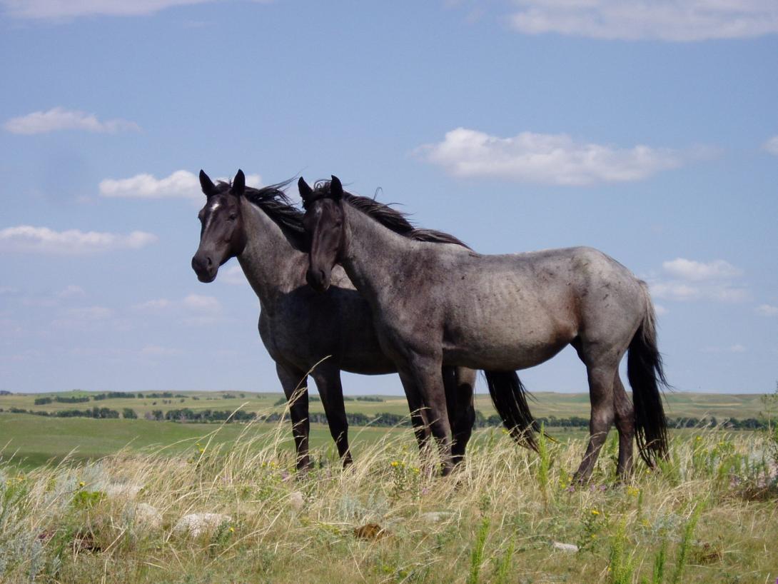 2 grey horses in a field