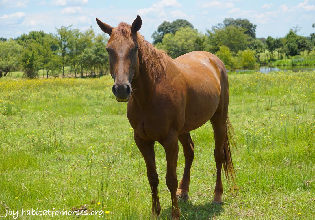 A brown horse standing in an open field 