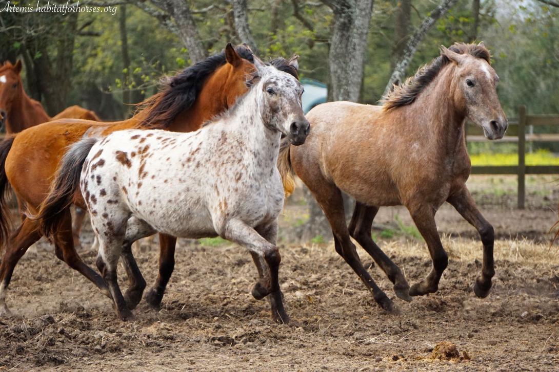 Three horses galloping in a paddock 