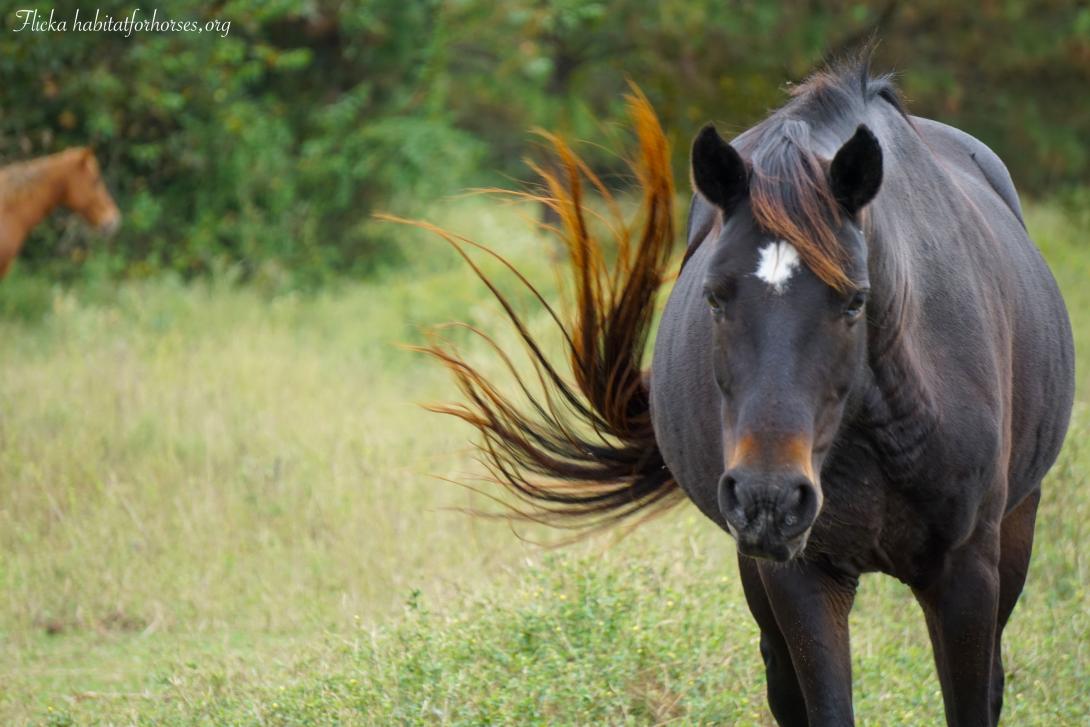A black horse standing in a field 