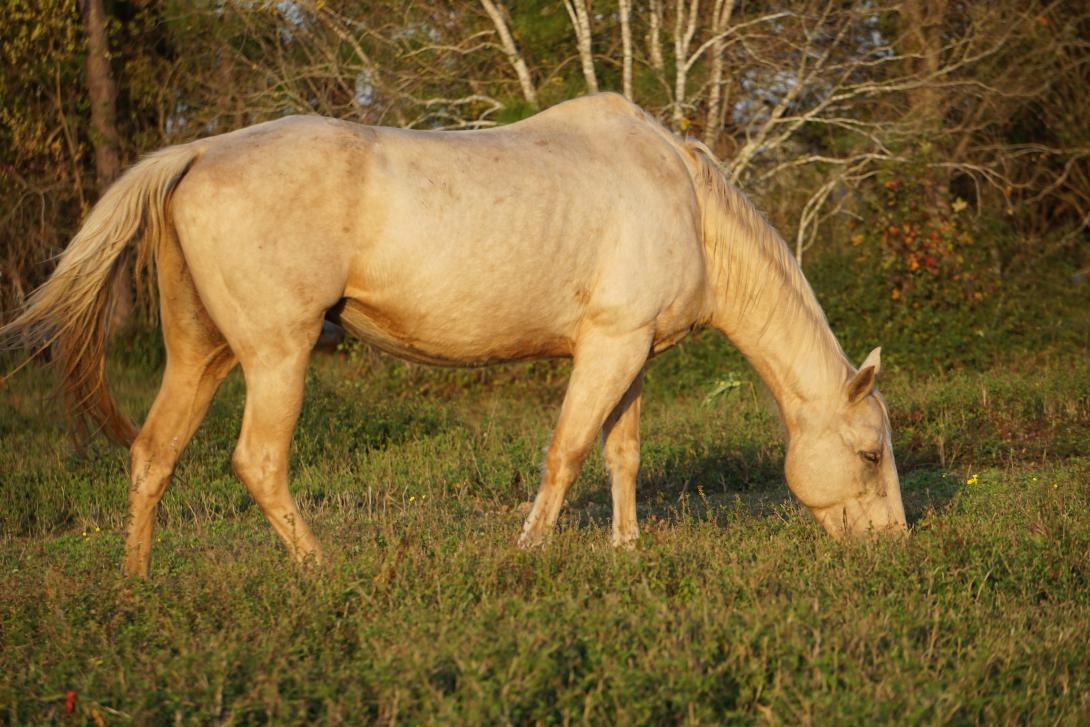 White horse grazing in a field 