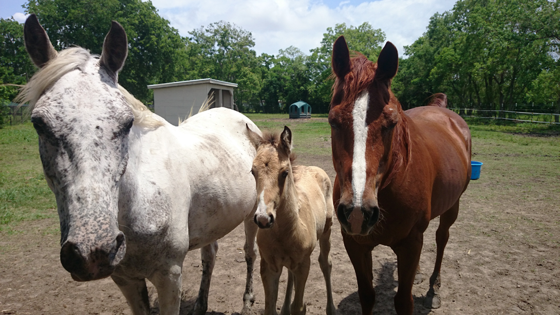 3 horses looking at camera