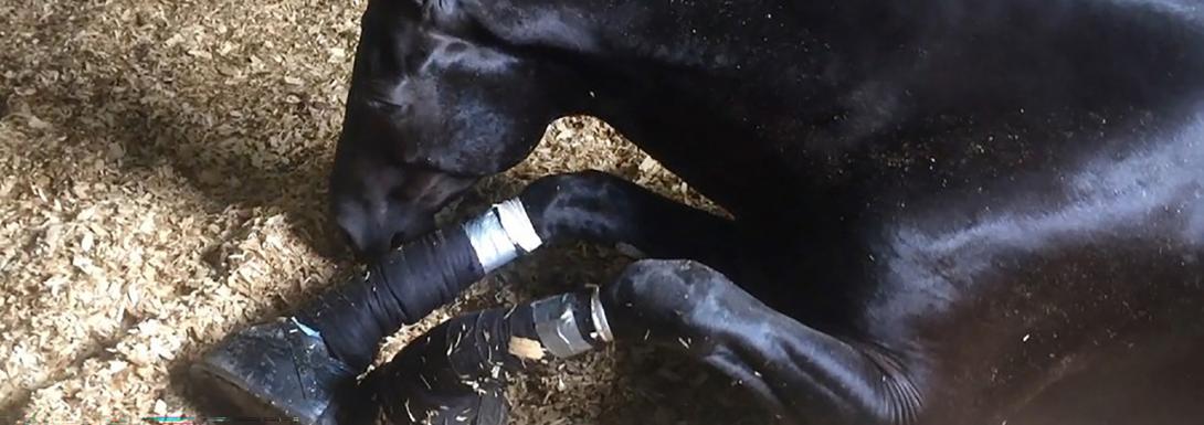 Injured horse with bandaged legs