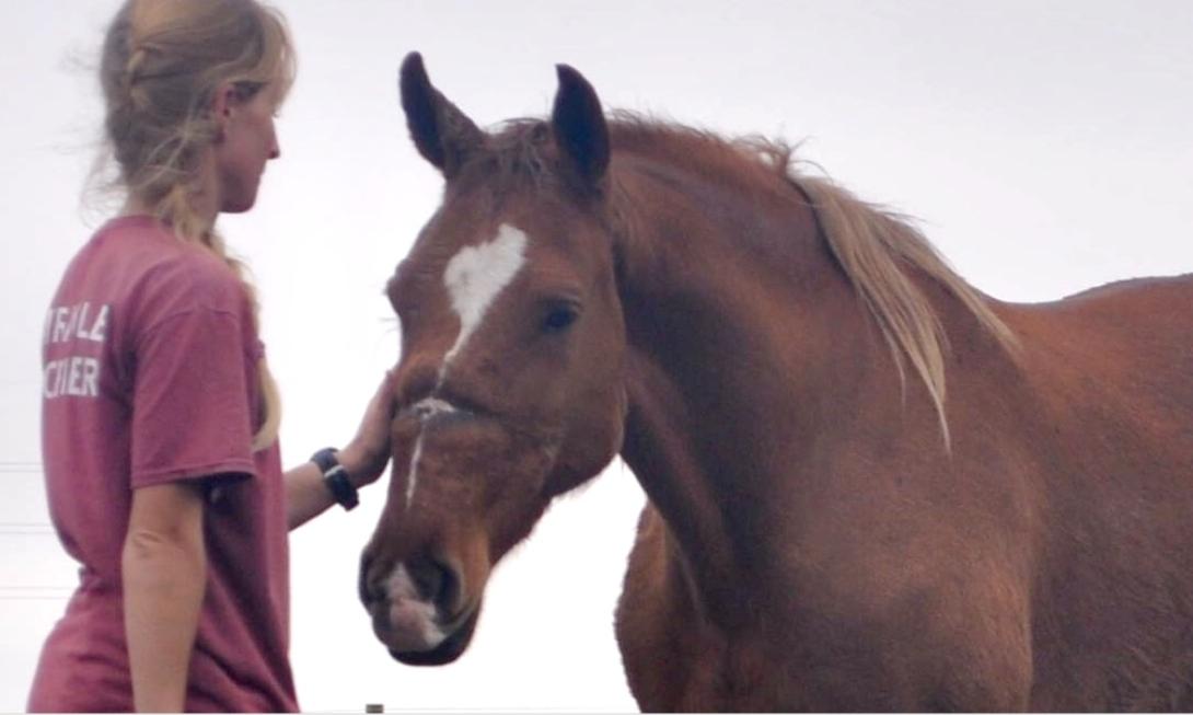 a woman petting a horse named Blessing