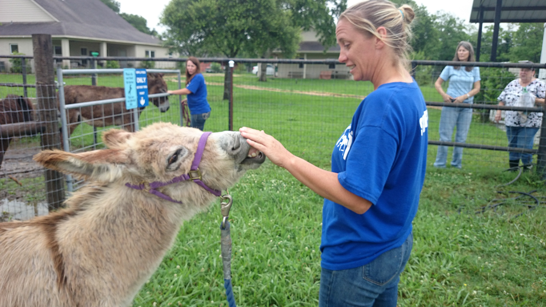 Bongo, a donky touching a woman's hand with his nose