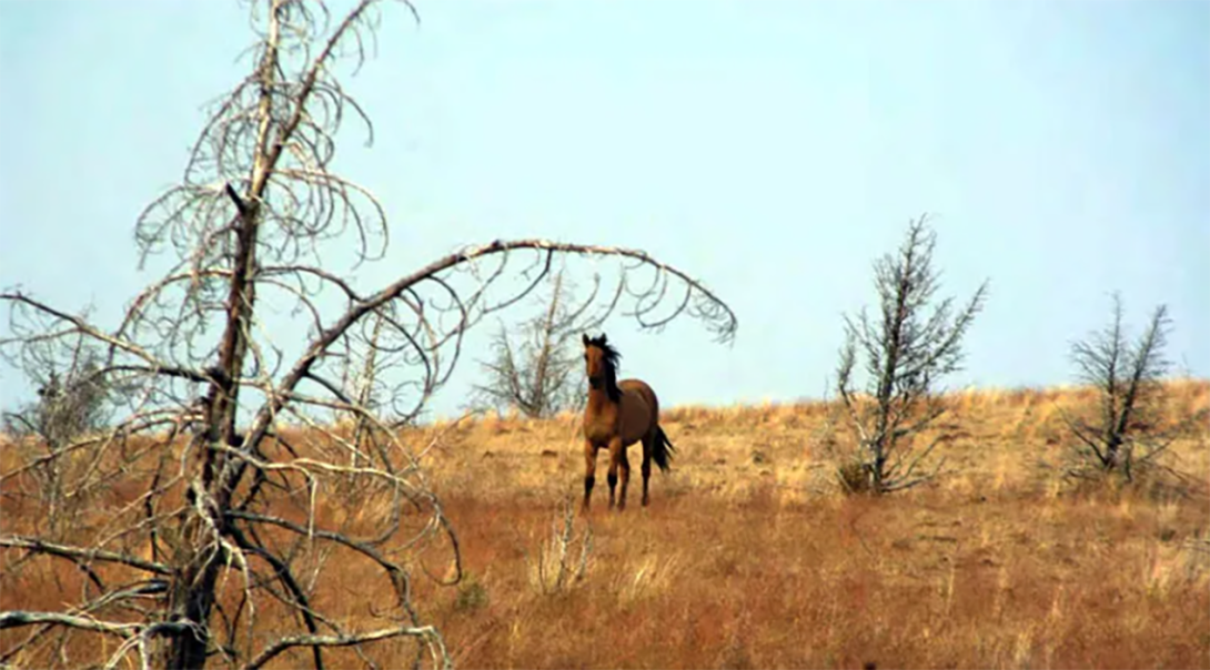 Horse standing in a dry field