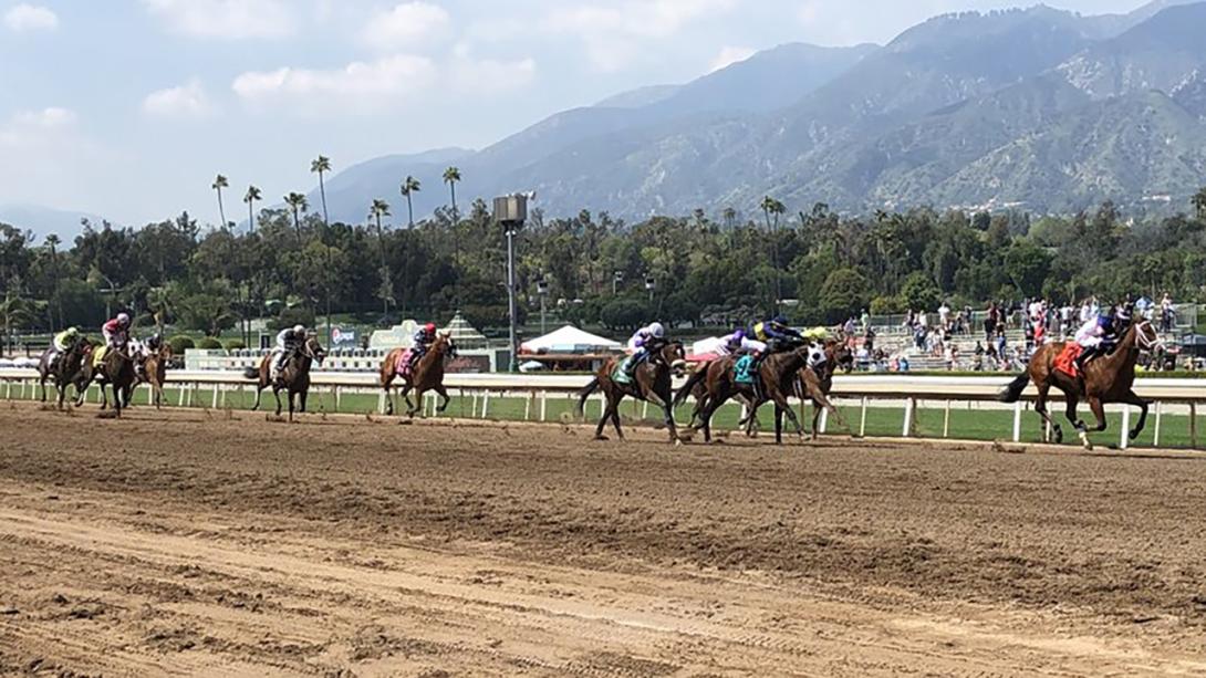 Several horses with riders running on a racetrack