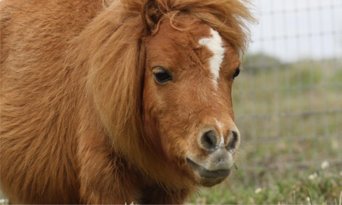 A tiny horse named Munchie