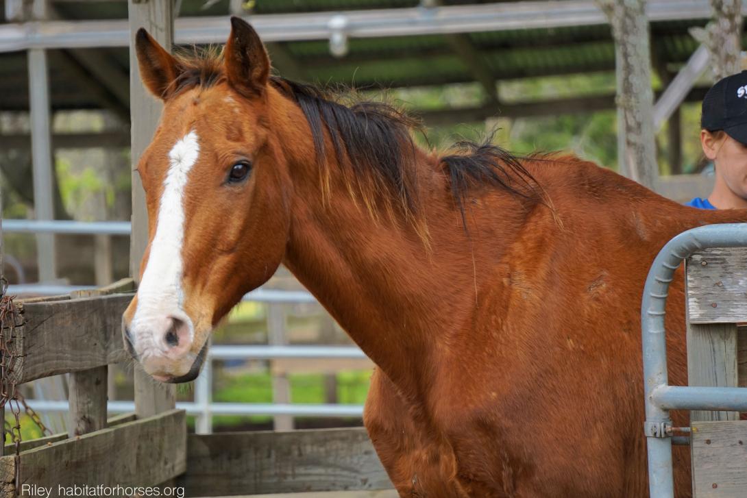 A brown horse walking through gate