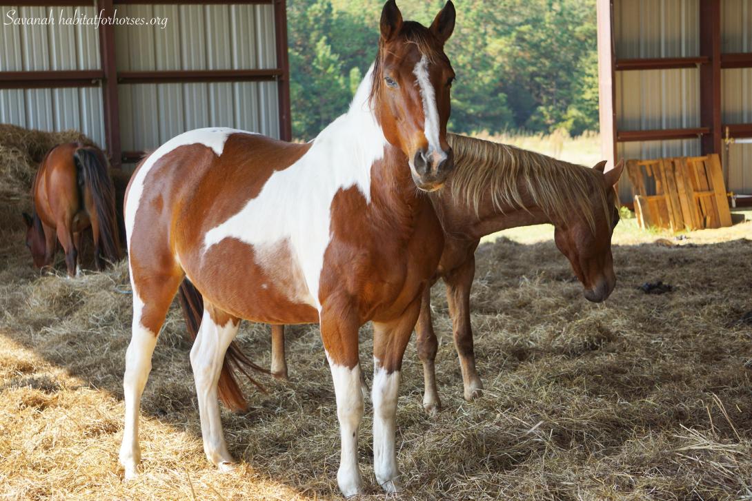 A brown and white paint horse