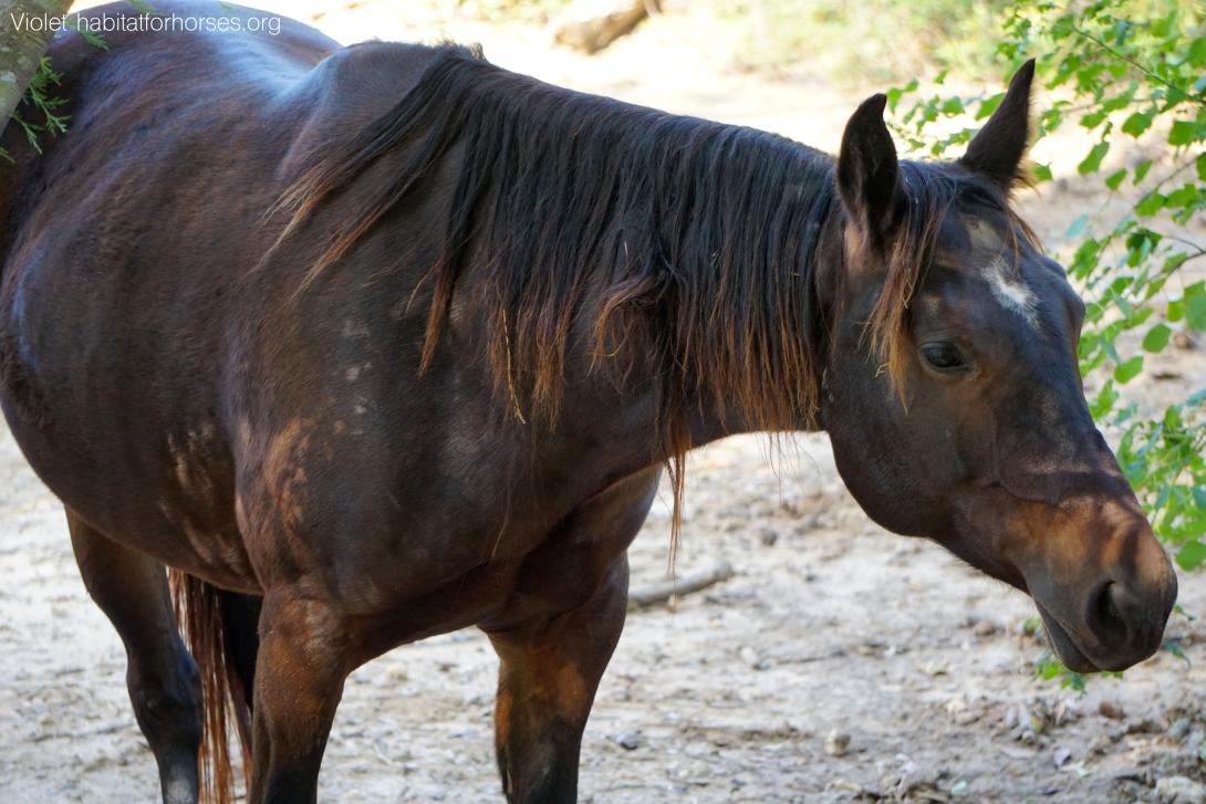 Violet a dark brown horse