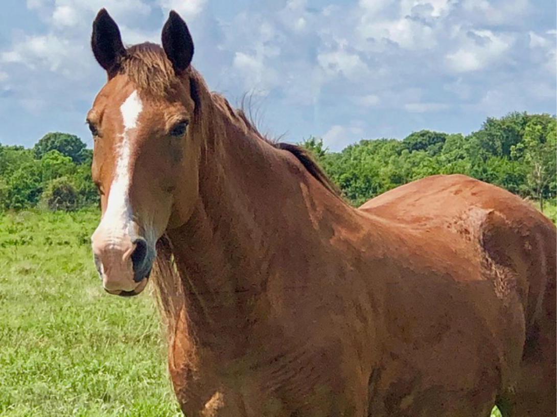 photo of Pete in an open field