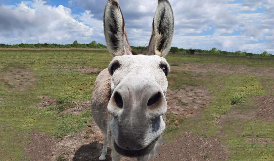 Facts About Donkeys And Minis Habitat For Horses Facts About Donkeys And Minis Habitat For Horses